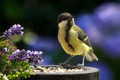 Species galore recorded at City Nature Challenge