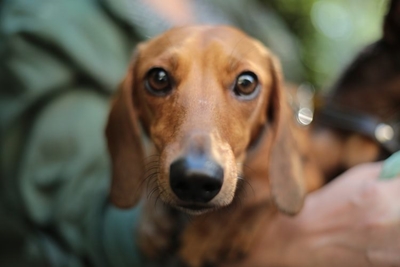 Paws donation drive