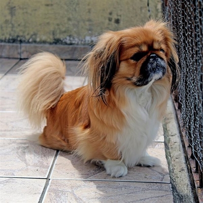 5 questions to ask when looking for a kennel or cattery