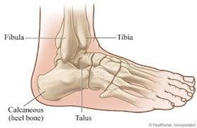 Composition of the ankle