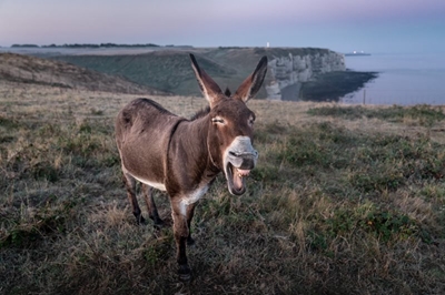 South Africa’s latest hot export to China? Donkeys