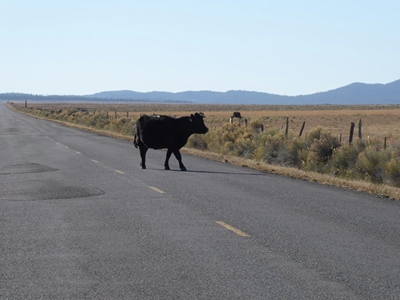 Livestock on roads a safety concern
