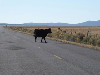 Livestock on roads a safety concern