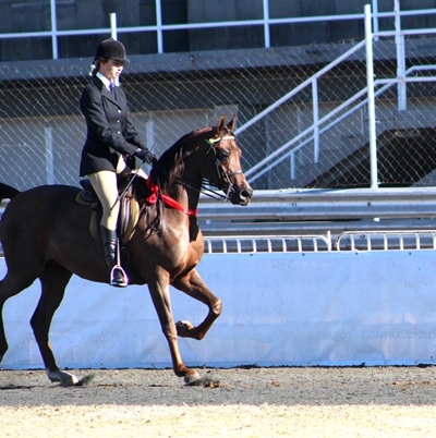 Kendall not horsing around