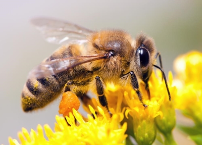 Symposium on safeguarding of bees
