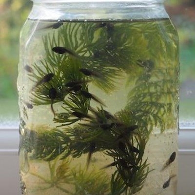 Liefde is paddavissies in 'n fles vol troebel water