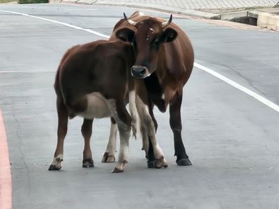 Beeste wei rustig in woonbuurt-tuin