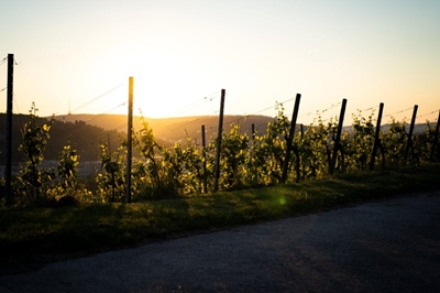SA’s vineyards need climate-proofing
