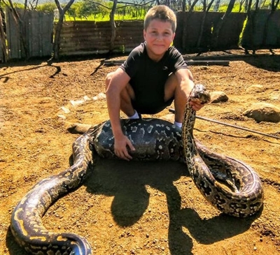 Southern African Python found snacking on a goat