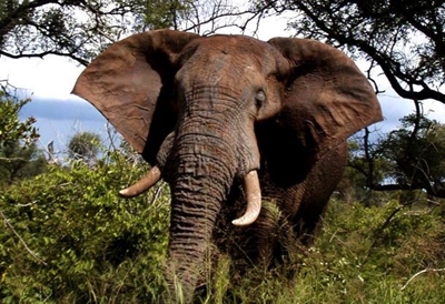 Alleged poacher trampled by elephants in Kruger Park