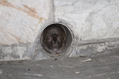 Oh, rats!