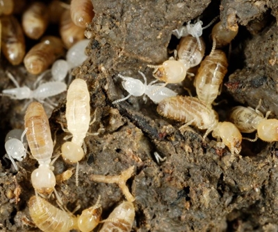 Edible termites: a weapon in the fight against food insecurity?