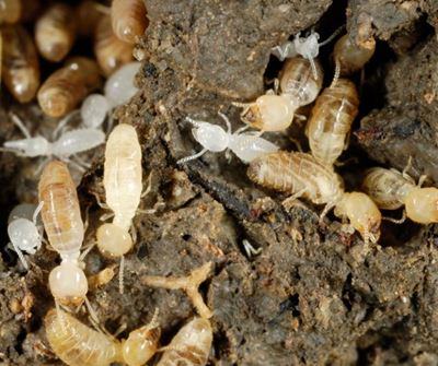 Edible termites: a weapon in the fight against food insecurity?