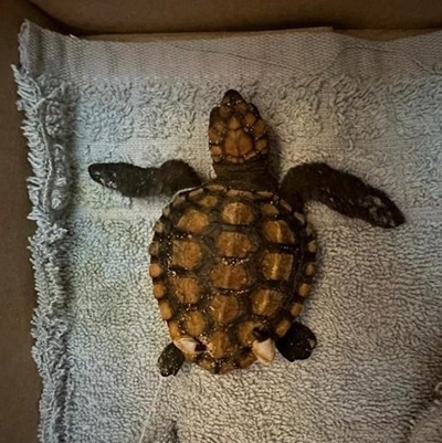 Tiny turtles turn up once more