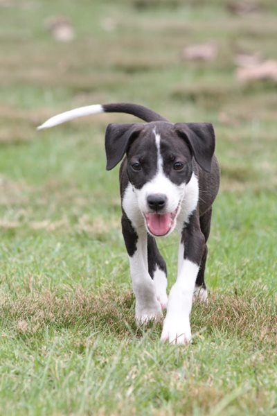 Your pets can’t give you Covid-19