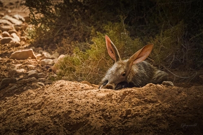 Rare wildlife behaviour observed in the Little Karoo heat