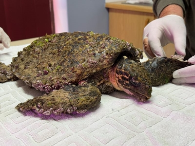 Hawksbill turtle rescued, dies