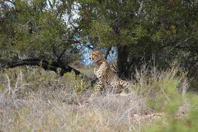 Jagluiperdprojek buite Oudtshoorn