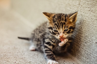 Sterilise your cats, kitten season is here