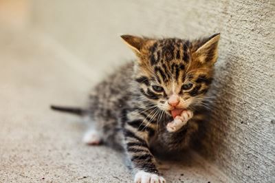 Sterilise your cats, kitten season is here