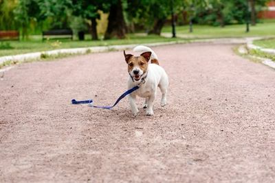 Increase in lost dogs cause for concern 