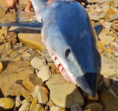 Outcry over shark catch
