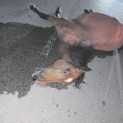 Slaughter of dead horse on sidewalk shocks