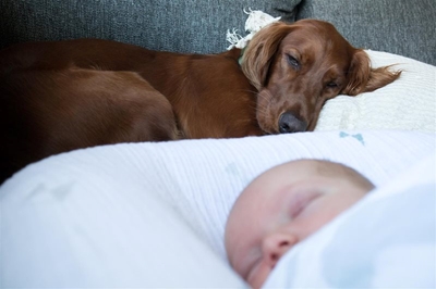 Preparing your dog for a baby