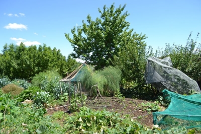 Plant jou eie groentetuin