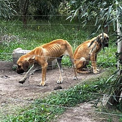 Boerboel breeder found guilty
