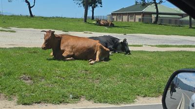 Roaming cattle to be vaccinated after outbreak areas