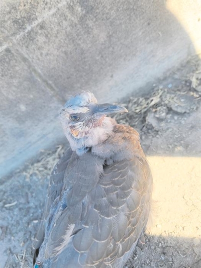 Signs of avian pox in George