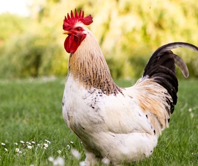 Government to draw from R3.5bn scheme for Bird Flu relief 