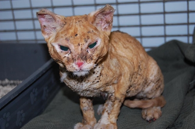 Cat survives blazing house fire