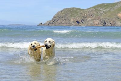 Times for dogs on beaches