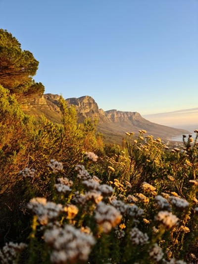 Cape Floristic Region under siege by expanding illegal plant trade