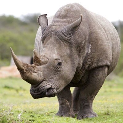 Rhino horn stolen from game lodge