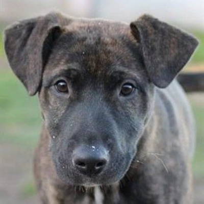 K9 companions at Odin