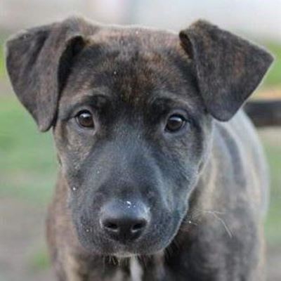 K9 companions at Odin