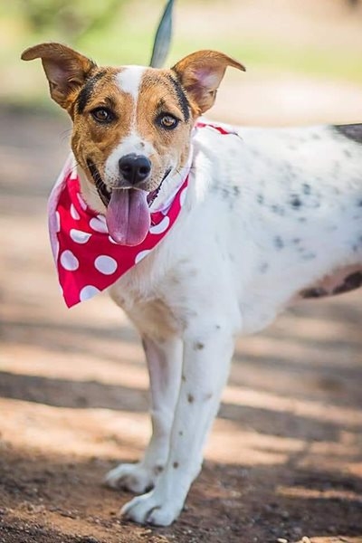 Skut-hond vermis na inbraak