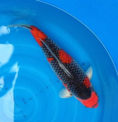 Not coy when it comes to koi