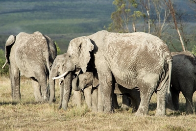 Gondwana guide killed by elephant