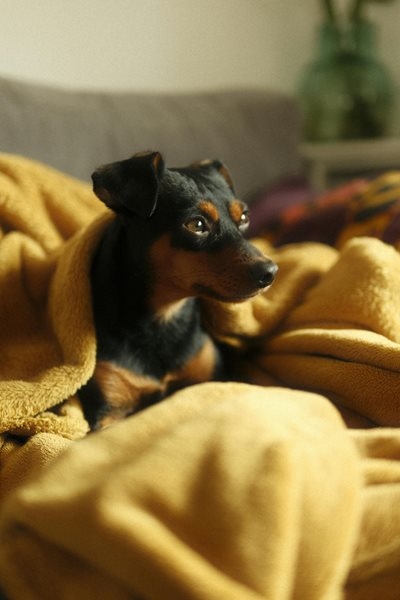 SPCA needs blankets and pet food 