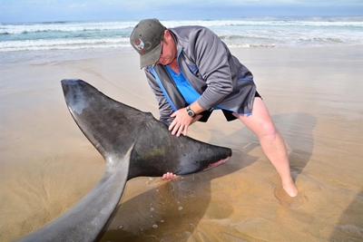 Rare marine animals beach in Mossel Bay