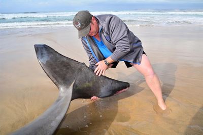 Rare marine animals beach in Mossel Bay