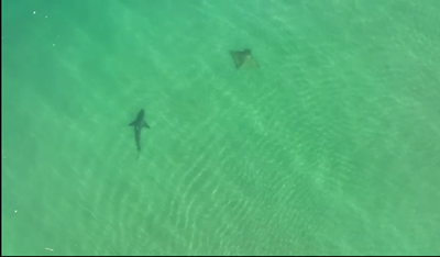 Footage shows ray and sharks 