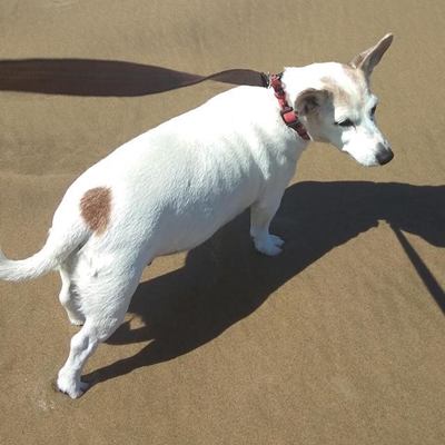 Hommeltuig wat hond soek lewer niks op nie