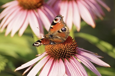 Paediatric study proves antiviral, antibacterial benefit of Echinacea Purpurea