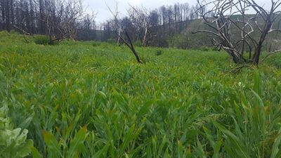 Alien vegetation covers Knysna burn areas