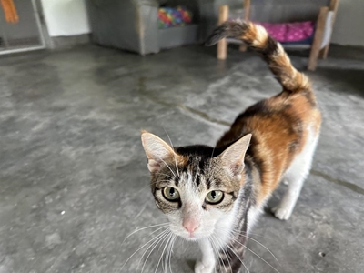 Cats and dogs needing homes